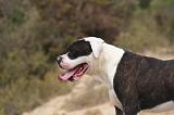 BOULEDOGUE AMERICAIN 435